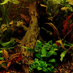 Collection image for: Aquatic Plants