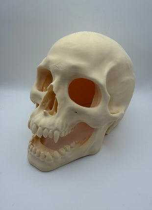 Aquarium Skull Cave Ornament - Aquatica Superstore