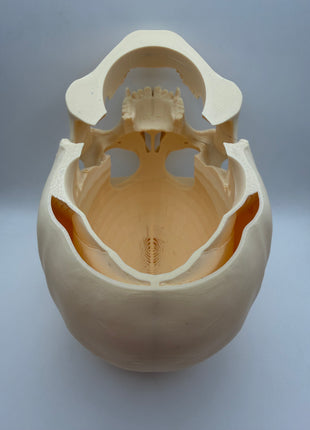 Aquarium Skull Cave Ornament - Aquatica Superstore