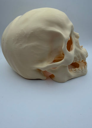 Aquarium Skull Cave Ornament - Aquatica Superstore