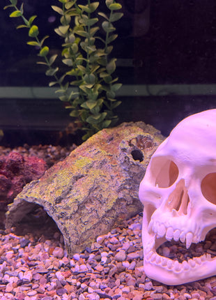 Aquarium Skull Cave Ornament - Aquatica Superstore