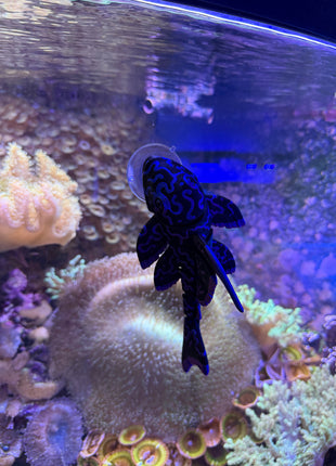 Pleco Display Figurine - Aquatica Superstore