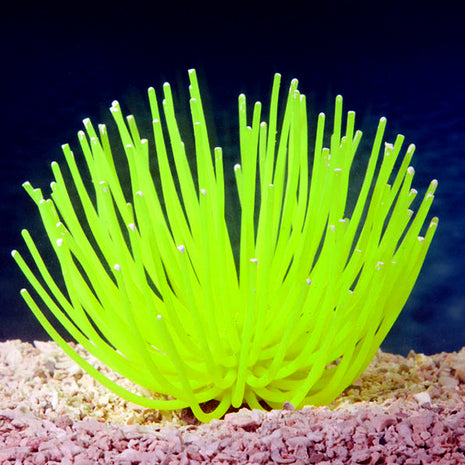 Artificial Anemone Decoration 100% Aquarium Safe - Aquatica Aquarium Gallery Fish Store Cleveland Ohio
