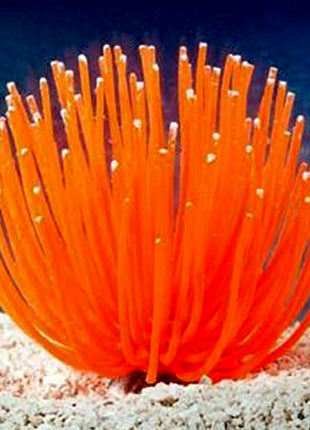 Artificial Anemone Decoration 100% Aquarium Safe - Aquatica Aquarium Gallery Fish Store Cleveland Ohio